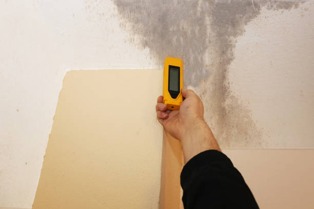 Best Black Mold Removal  in La Cresta, CA